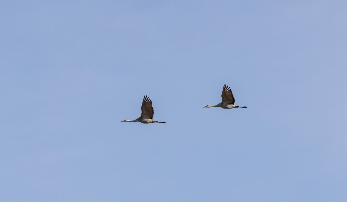 #SandhillCranes #birding #wildlife