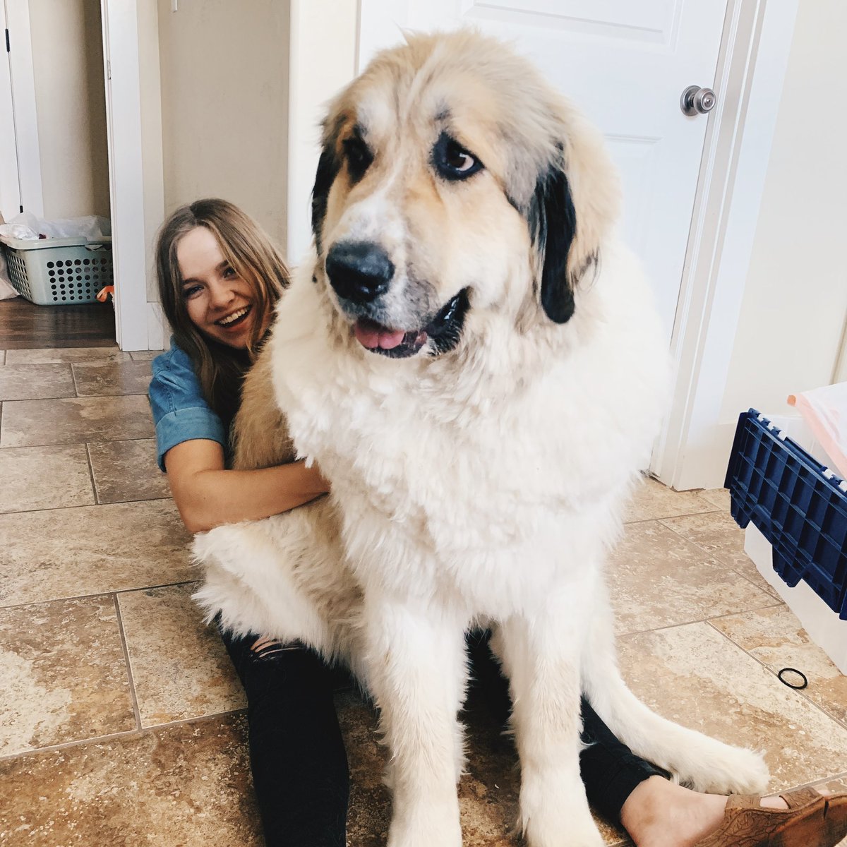 mckellecondie's tweet photo. @PFTCommenter This is Boomer. He’s a very good very big 200 lb boy https://t.co/hd6C6BF2YL