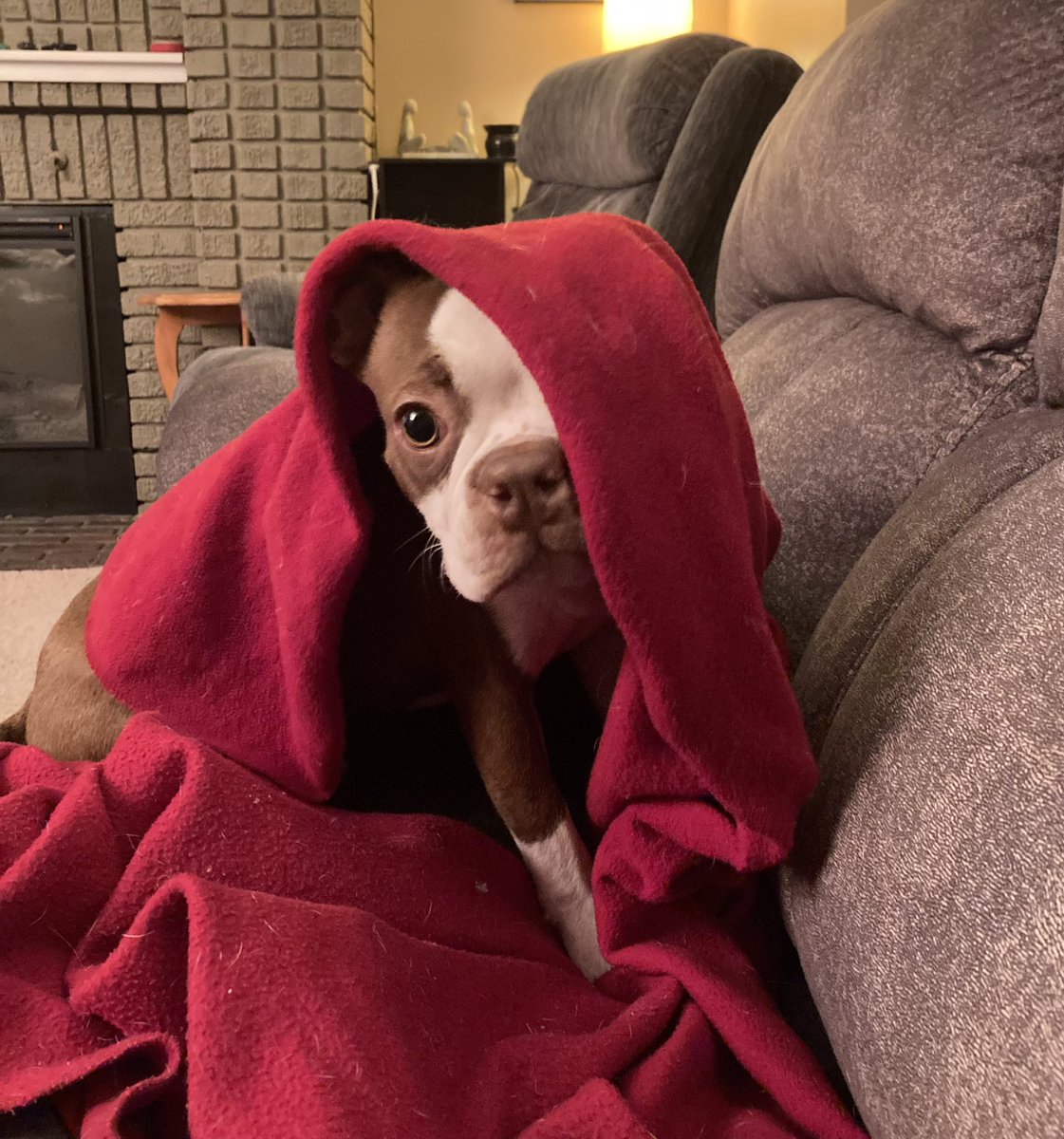 NormStorm2022's tweet image. If Twitter does crash and burn, I want everyone to know that you have all made me feel real special here. I hope we get to continue being friends. #StorminNorman #DogsofTwitter