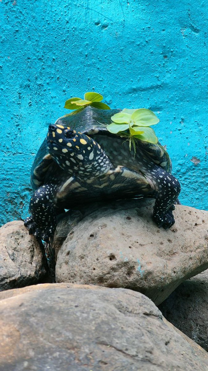 resqct's tweet photo. An Indian spotted pond turtle under rehabilitation at the RESQ Wildlife TTC, amusing itself with water lettuce in its own enclosure, is probably the cutest thing you'll see today! @neha_panchamiya @TSatarkar @NachiketUtpat #indianwildlife #keepingwildlifewid #resqct https://t.co/El2Bs4DjUW