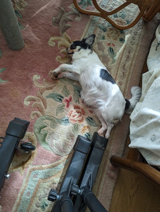 今日も犬は落ちています 