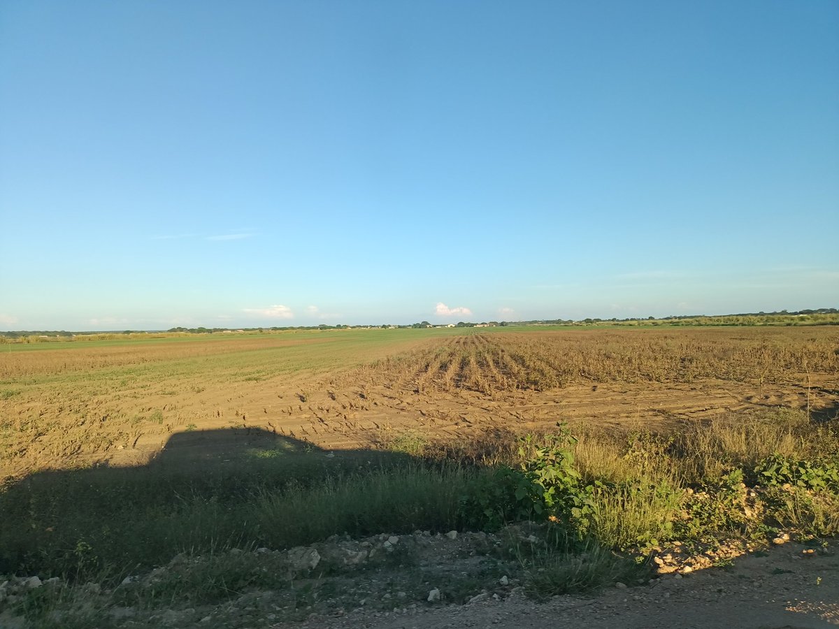 ¿Tren maya? No jovén, se trata de la agroindustria destrozando la selva maya, arrasando con el territorio del jaguar y el mono araña. Se llama modelo de monocultivo dependiente de paquetes biotecnológicos.