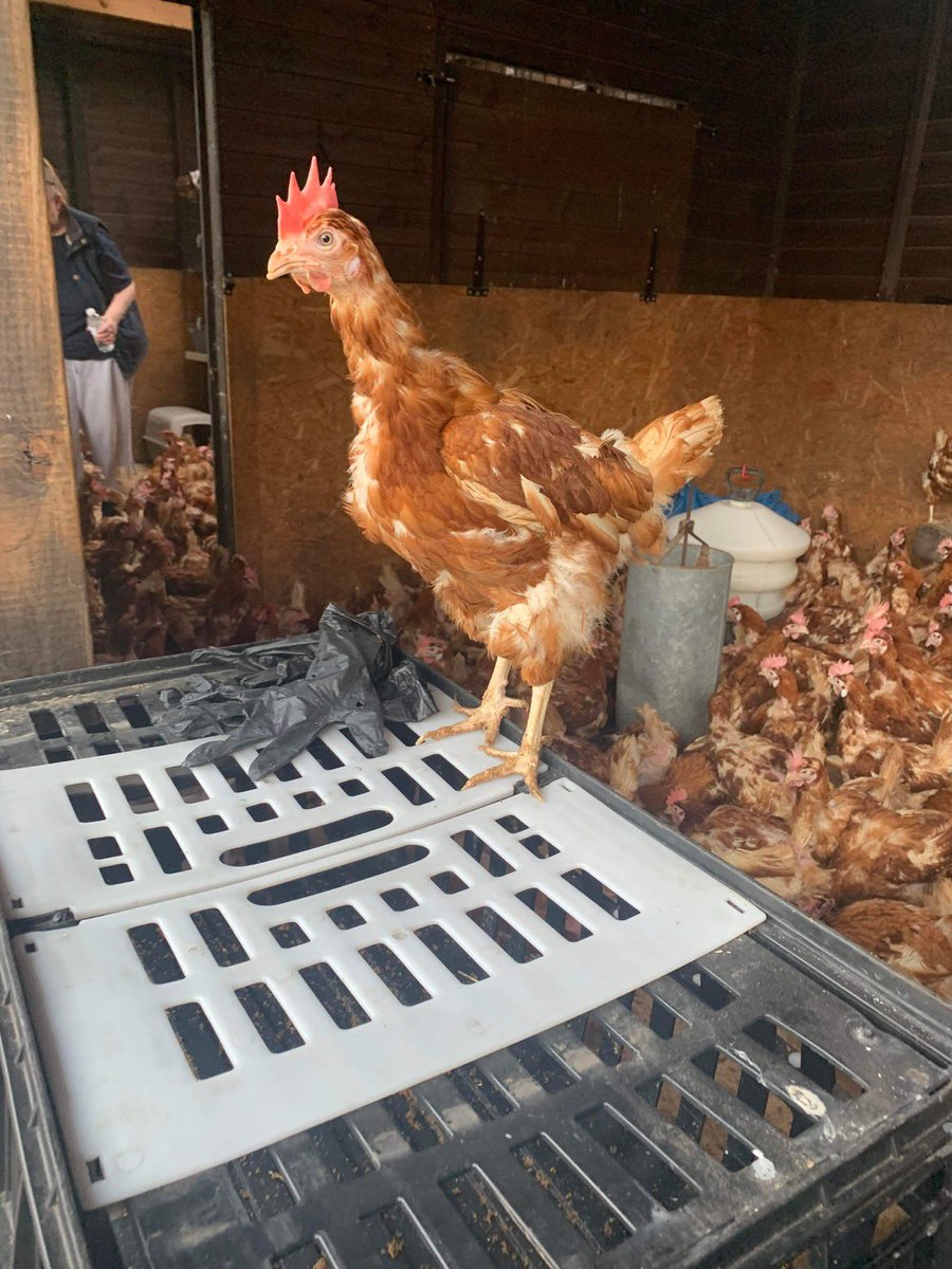 Lucky Hens Rescue 🐔 tweet media