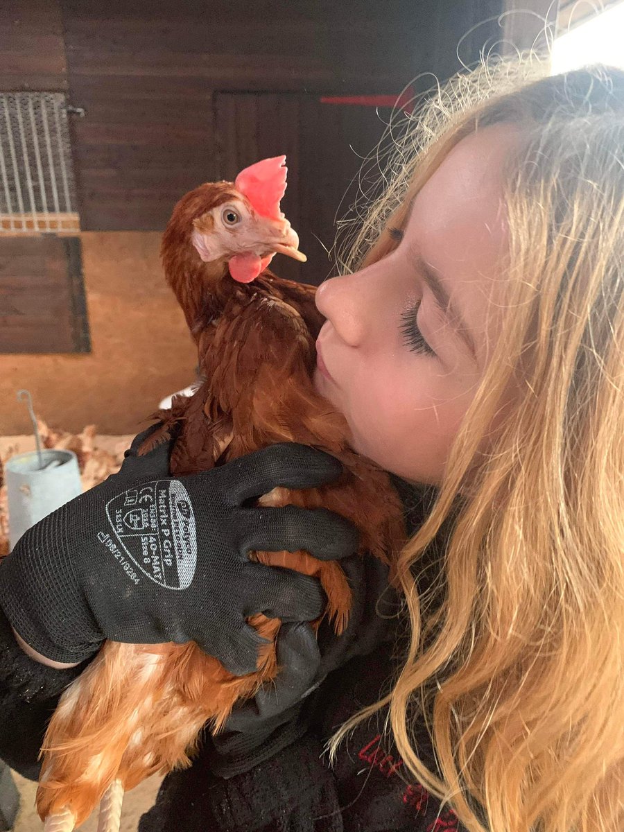 Lucky Hens Rescue 🐔 tweet media