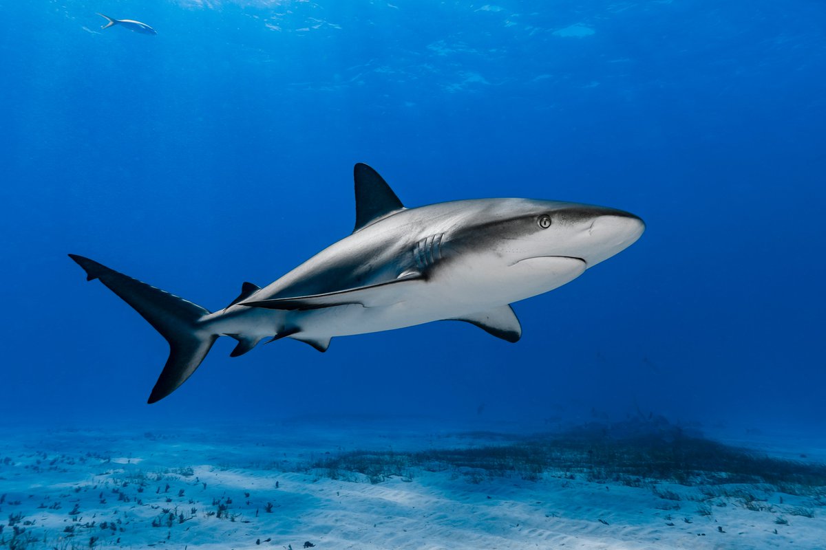 CITES's tweet photo. A vote on proposal 37 to list all requiem sharks on CITES Appendix II has just been passed by a 2/3 majority in Committee I of #CITESCoP19. If accepted by the plenary session on Thursday or Friday next week it will come into force with a delay of 12 months https://t.co/f6Q2vsc4jw