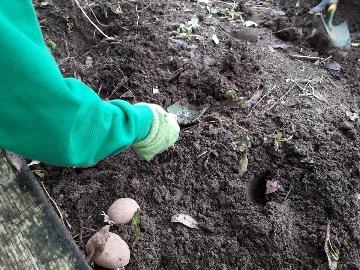 No 🪱🪱 were harmed while the yr1 @SurreySqSchool young food growers planted out 🥔🥔 when we had a break from the 🌧️
#newskills
#growyourown 
#enjoyment 
#outdoorlearning 
#VegAdvocate
#GardeningTwitter 
@SwkFoodAction