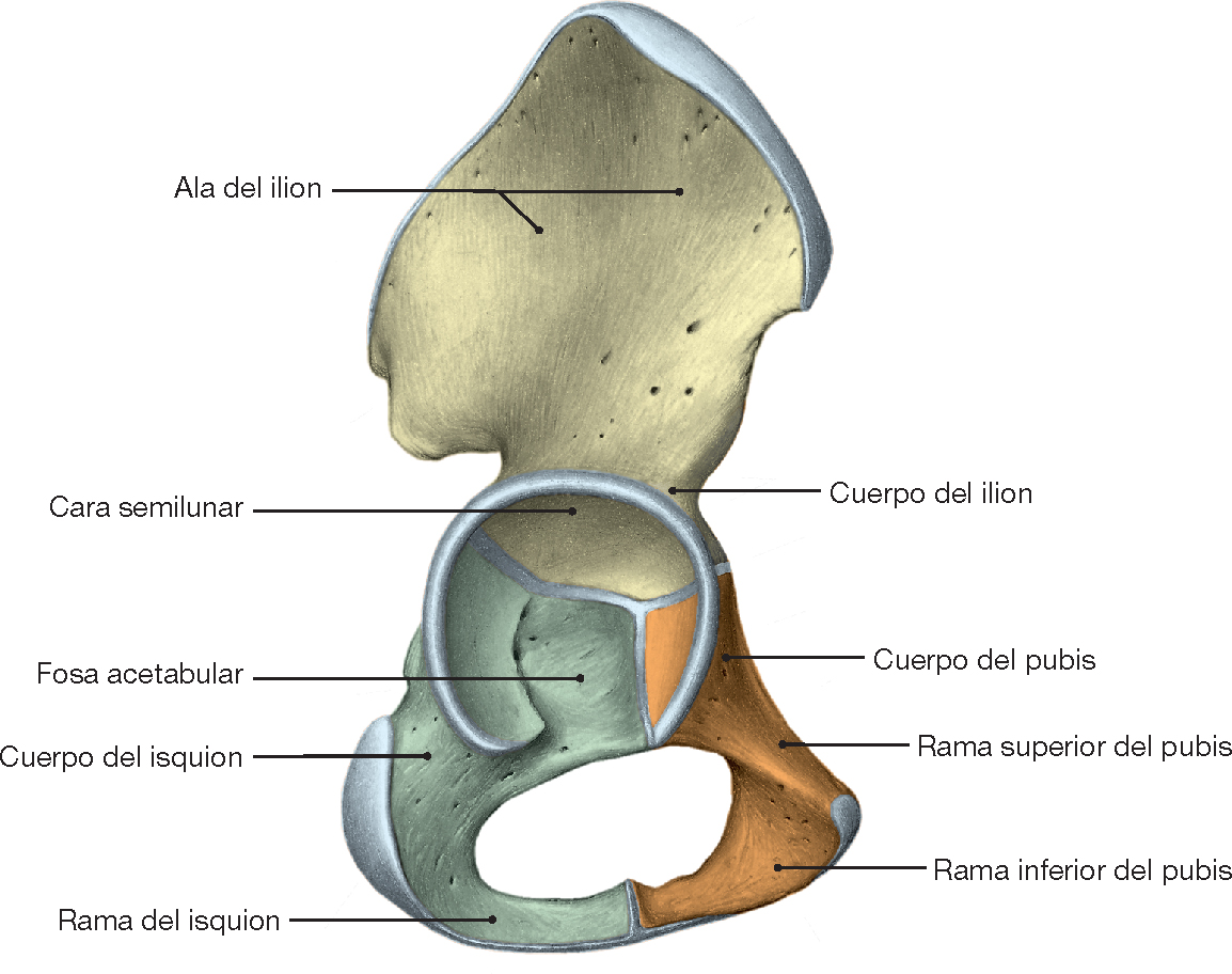 PasionAnatomia's tweet photo. Las tres porciones del hueso #coxal (#ilion, #isquion y #pubis) están unidas en la zona del #acetábulo en una articulación cartilaginosa en forma de Y. La articulación cartilaginosa se osifica entre los 13 y los 18 años de edad.
📚Sobotta. Atlas de anatomía humana © 2019 https://t.co/1BQbjqonUj
