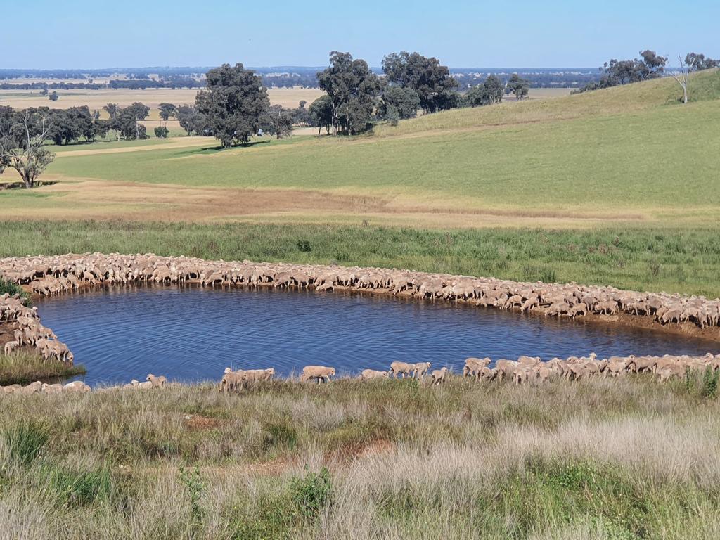 Merino lambs would have to be one of the most difficult animals on the planet to keep alive. It's a wonder they aren't extinct