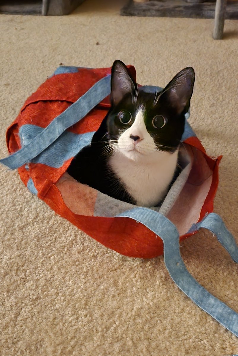 MrsSmrtyPance's tweet photo. This picture is a perfect example. I can't wait to see everyone's adorable animal photos and show them off during stream. https://t.co/fS3Apb6nKl