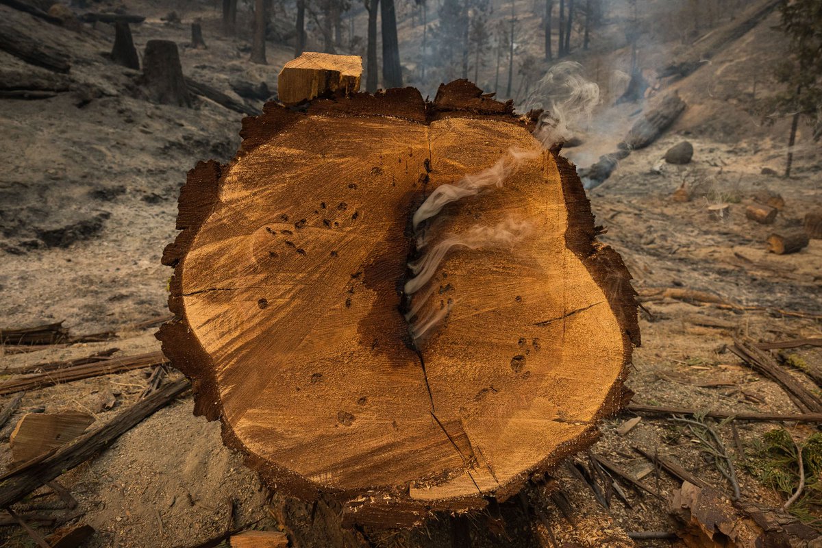 Life. Death. Transformation. Motion. A fallen tree burns from the inside amidst absolute destruction caused by the Windy Fire in California's Sequoia National Forest. -Tracy Barbutes, Juror’s Honorable Mention, “(Un)Natural Cycles”
bit.ly/3V7nSlq

@tracybarbutes #NYarts