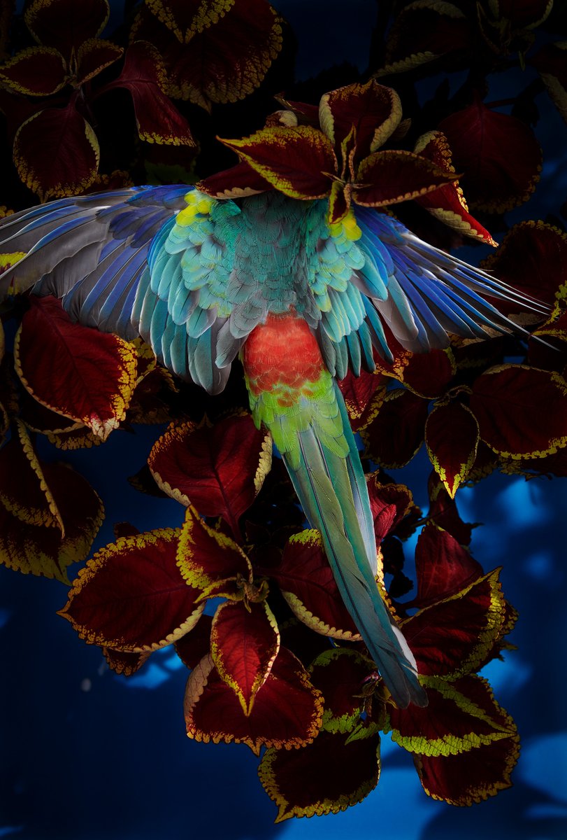 “I offer my birds a stage to unfold and create the image through a split second of coincidence. I as an artist take a step back and leave room for the freedom that I am seeking myself.” - Kristin Schnell 

View more: bit.ly/3V7nSlq

#unnaturalcycles #NYarts #LAarts