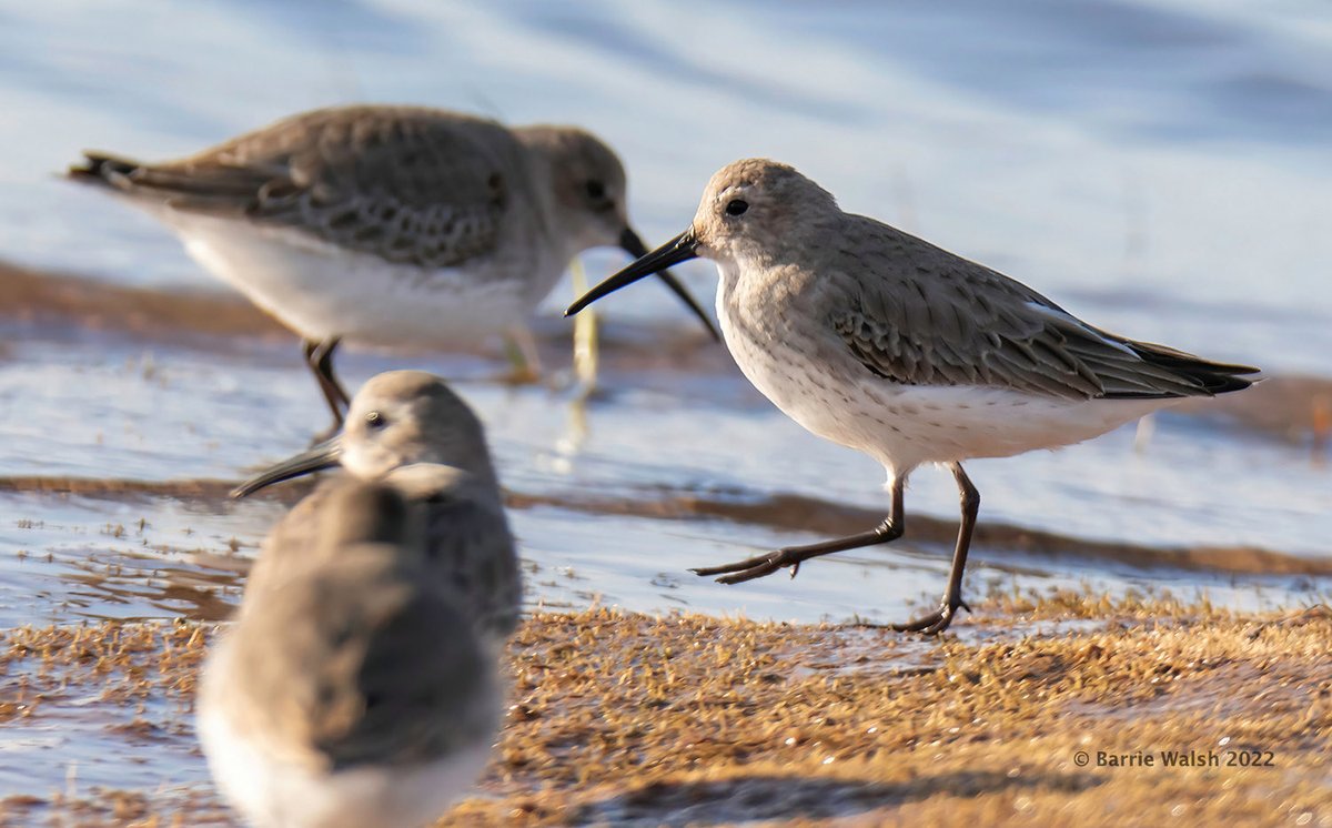 ConsciousSubway's tweet photo. Quicksandpipers
#BirdGroups https://t.co/iLGRUWNUL8