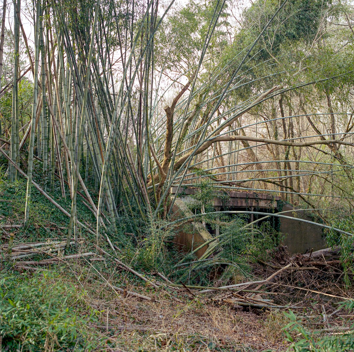 “I did not receive a Brownie camera when I was a teen and I did not fall in love with photography when I developed my first film in a dark room. Don't ask me why. My epiphany came later in life.” -Virginie Kippelen
View more: bit.ly/3V7nSlq

<a href="/virginiedk/">Virginie Kippelen</a> #unnaturalcycles