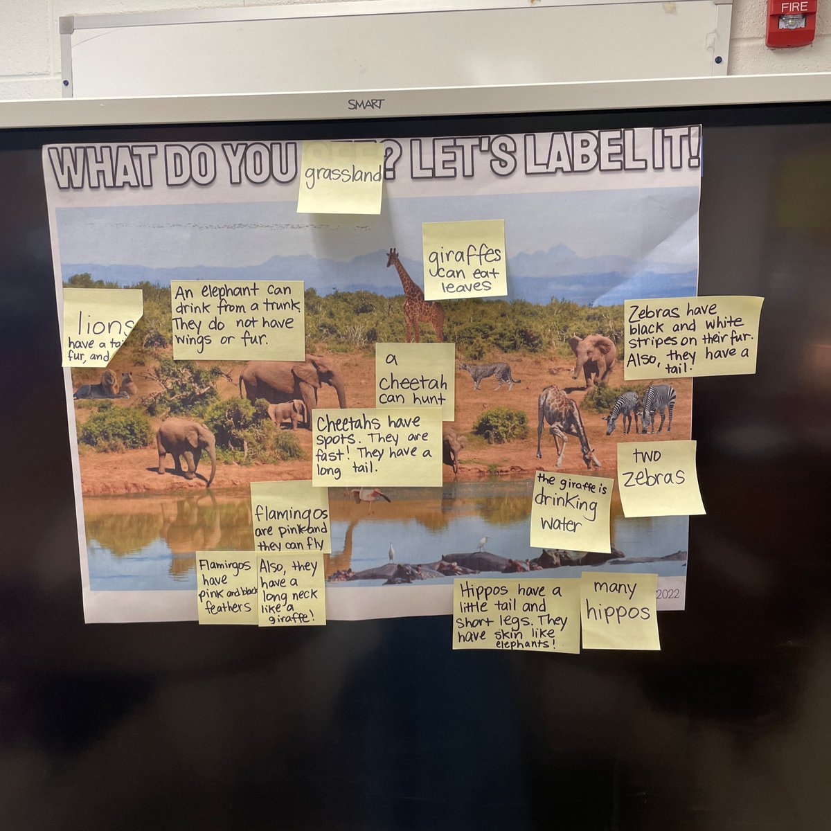 MrsDahl_ELD's tweet photo. Look how much our vocabulary has grown! From words ➡️ phrases and sentences after 2 weeks of fun language work 💚 @KenwoodElementa https://t.co/BdVrsS1LJB