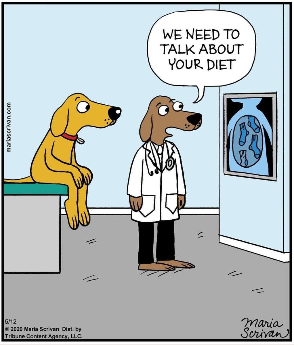What's the strangest item your Dane has swallowed?