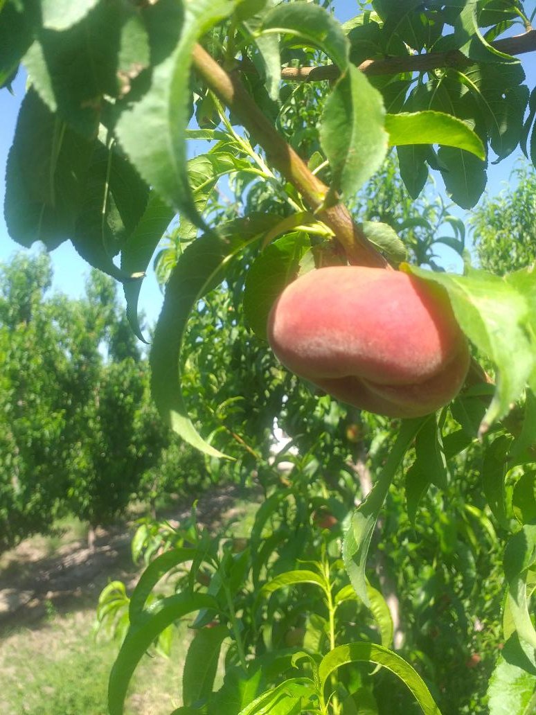 En 10 días estará en la sección verdulería. 🍑🍑