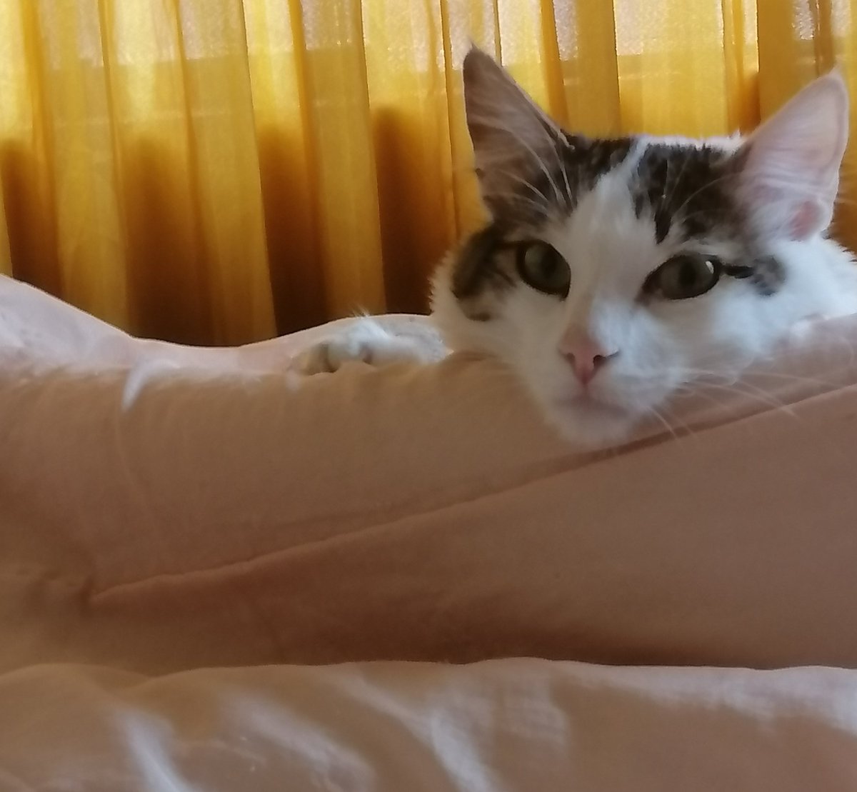 Lubii8's tweet photo. Gossip cat https://t.co/Bvel1SR0tx