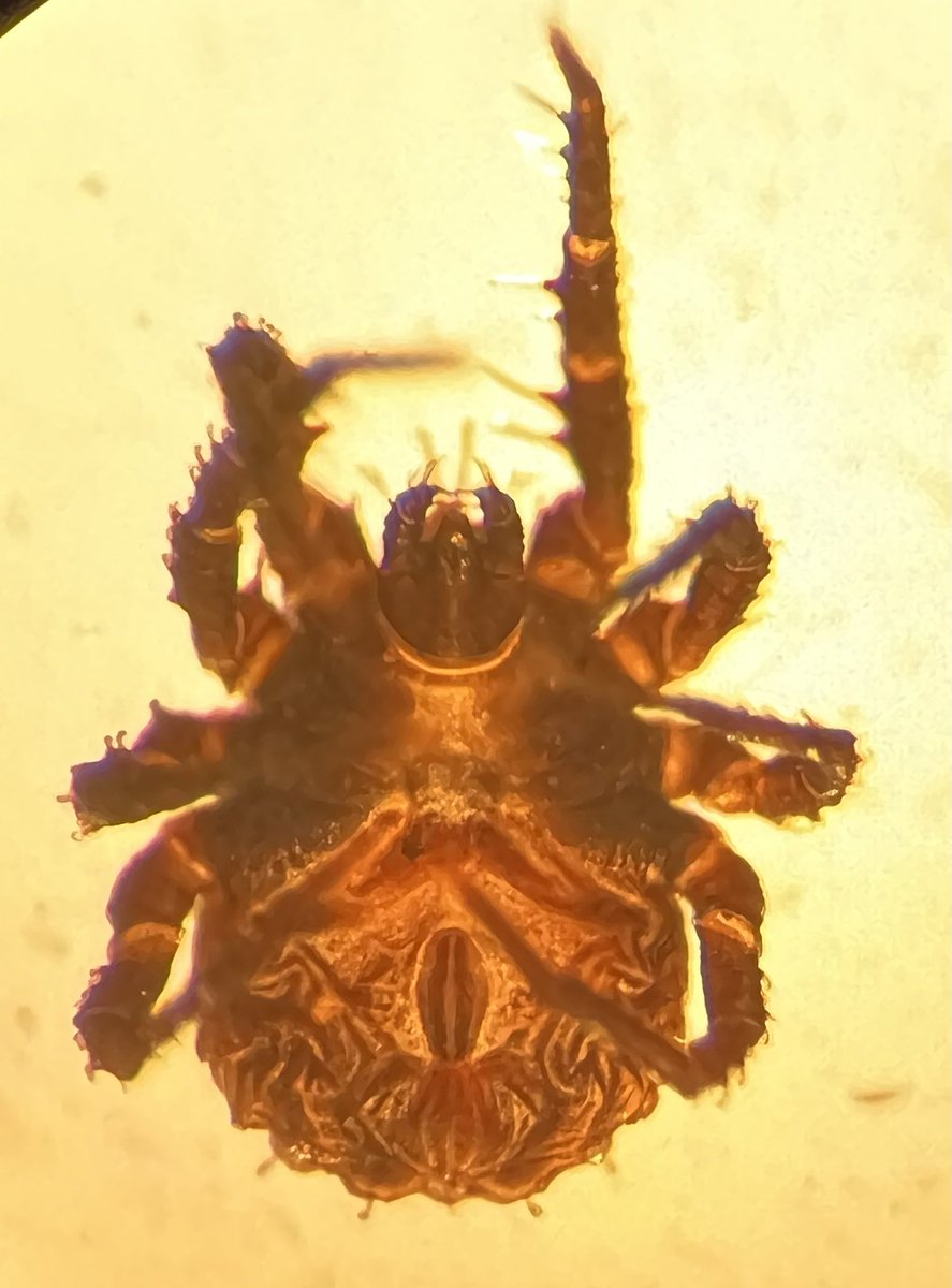 megsquitophd's tweet photo. Any mite people out there know what this little weirdo is?

Picked it up tick flagging in CA Oak woodland habitat. About the size of an Ixodes pacificus nymph. So spiny! 
#acarology #mites #weirdarachnids https://t.co/vGmYfh0Nsc