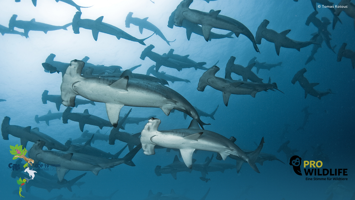 What a day for #sharks 🎉🦈! With even more reasons to celebrate: All hammerhead sharks now included in CITES Appendix II. And the decision was incredibly by consensus 😎. Good work, shark team!

#CITESCoP19 #biodiversity #SAveOurOceans #StopOverfishing