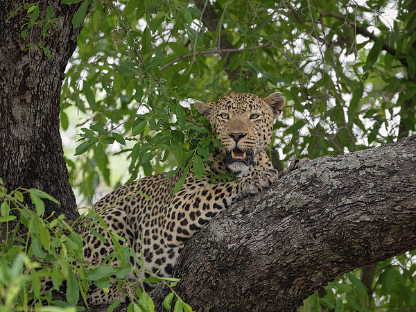 New artwork for sale! - "Ravenscourt" - fineartamerica.com/featured/raven… <a href="/fineartamerica/">Fine Art America</a>