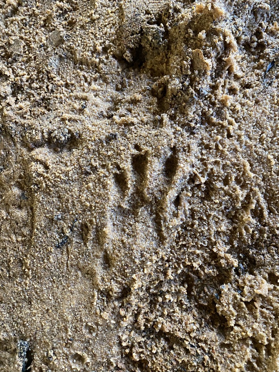 EarthLms's tweet photo. Finding tracks with students @LakesideMS_Lex1 + hearing them puzzle out together what the animal is, why itβs on the move in the cold, how old the track isβ¦so awesome to step back and hear them discuss wildlife ideas πΎπΎ #agclass https://t.co/3YFQAPE94T