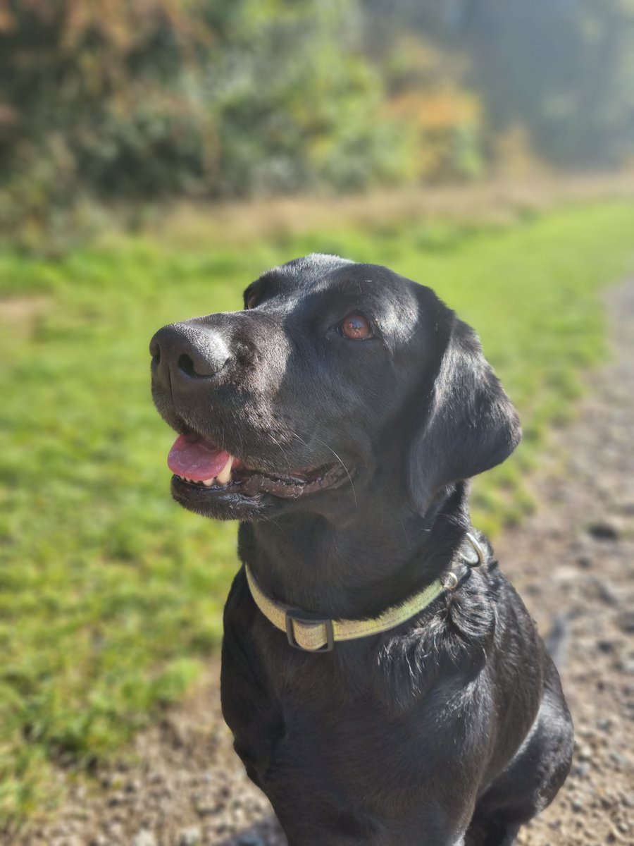 Just wondered if #twitter can make #MillieMyLabrador spead some love?

#labrador #cutedogs