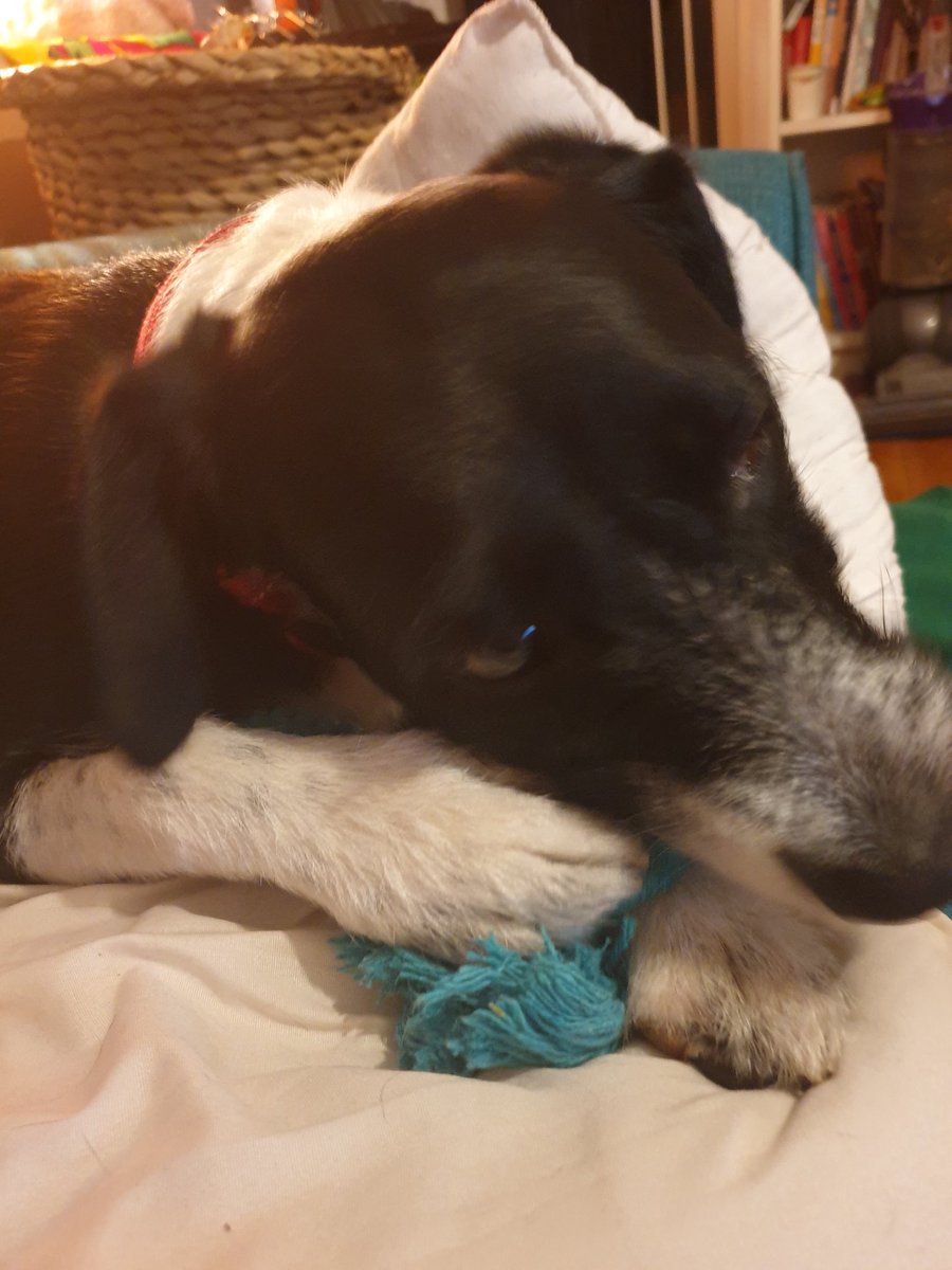 BonnieTuesday22's tweet photo. But i feel like i have to just fess up, it was me! I jumped on the kitchen counter. I found the torch. I sploded it! Mum did jigsaw to make sure i didn't swallow any. But the rest were nothing to do with me ever! Mum says i need to stick to my ropes #DogsOnTwitter #dogs #sploded https://t.co/jXj1CnWqKM