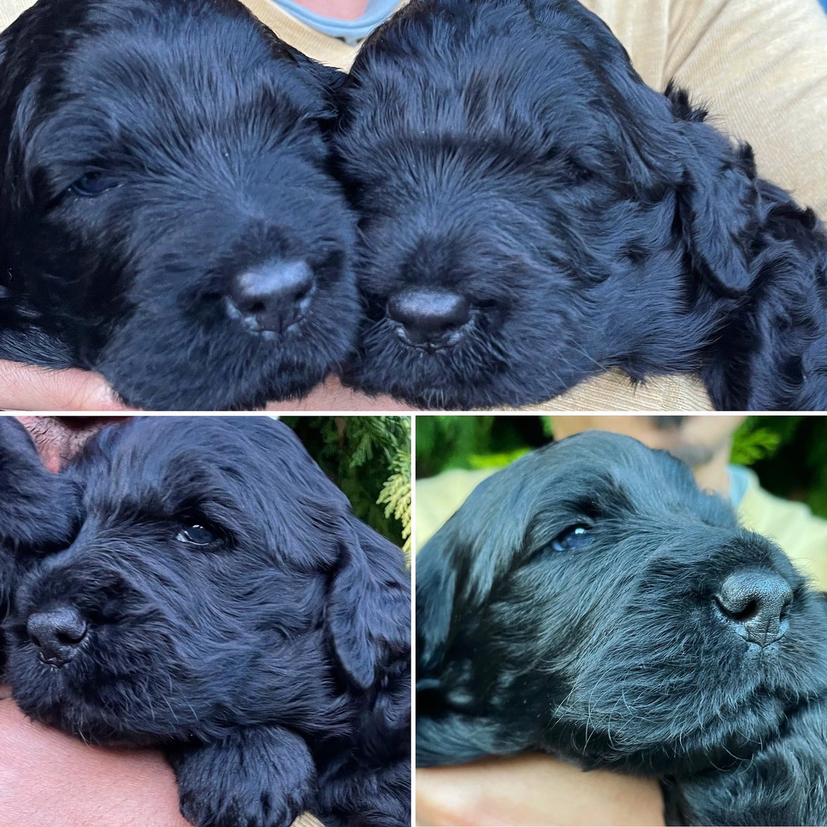 Meet my boys! What an amazing experience watching these two come into the world to spread some joy in these challenging times! Who knows one day they might join their mum as <a href="/PetsAsTherapyUK/">Pets As Therapy</a> dogs! 🐾💖