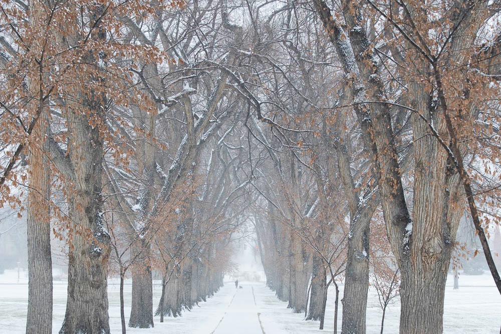 Tweet by Colorado State University