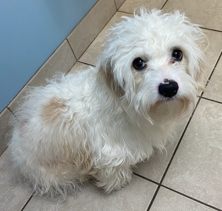 SmallDogsMN's tweet image. 