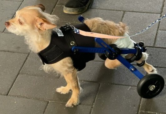 SmallDogsMN's tweet image. Please visit give.mn/8aye7g to support Small Dog Rescue of MN. Thanks from Pipsqueak  ❤️ 💙 💜