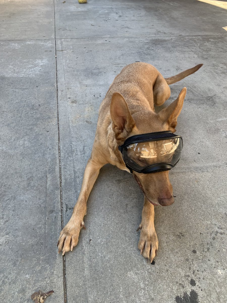 Look at my friends dog. She’s gonna be a pilot.