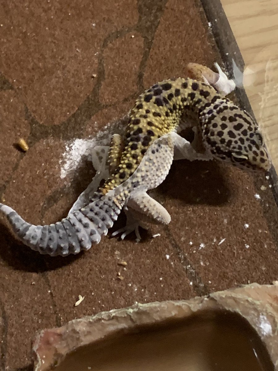 ferteaching's tweet photo. Our Leopard Gecko is shedding! @Georgetown204 #petsintheclassroom #futureready204 https://t.co/XNYaiADhoI