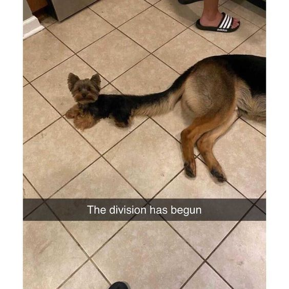 WholesomeMemes tweet media