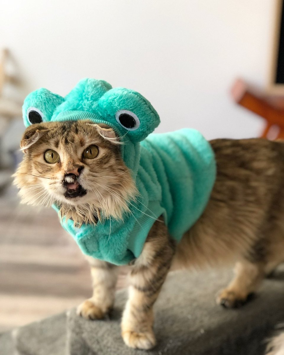 Kitty or Frog? #fancydress #fancythecat #specialneedscats #catsofaustralia