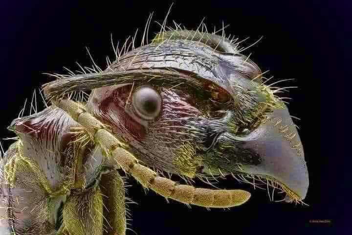 Cara de una hormiga vista con un microscopio electrónico.