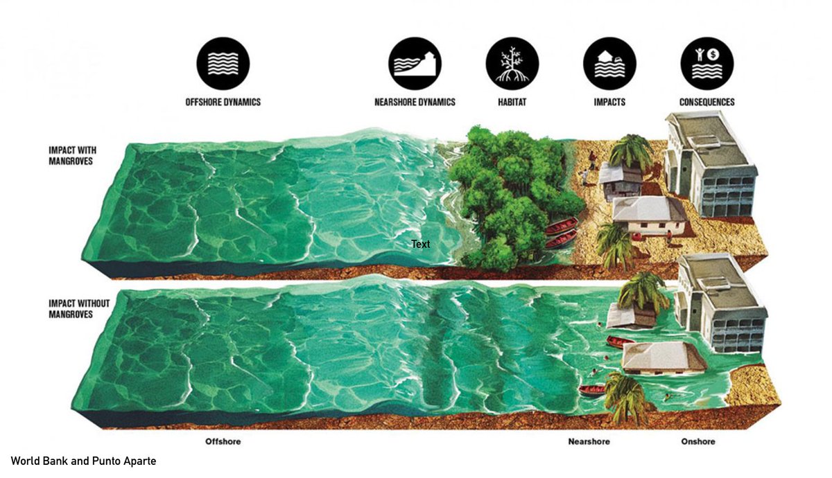 MangroveID's tweet photo. This illustration shows the evidence how mangrove ecosystems play an important role in flood protection. Mangroves provide incredibly effective natural defenses, reducing flood risk and damages #ALERT #Mangroves #conservation https://t.co/YxvH041h3y