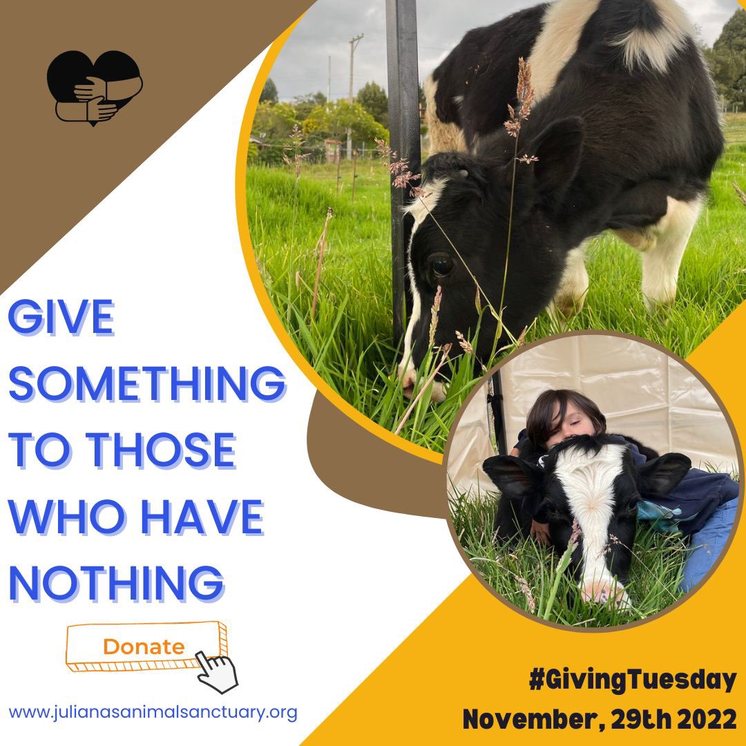 It’s just 12 days until #GivingTuesday With your help, we can save and change the lives of the animals here at the Sanctuary, like Forrest, who need us the most. To donate visit the link to our campaign: donorbox.org/giving-tuesday…