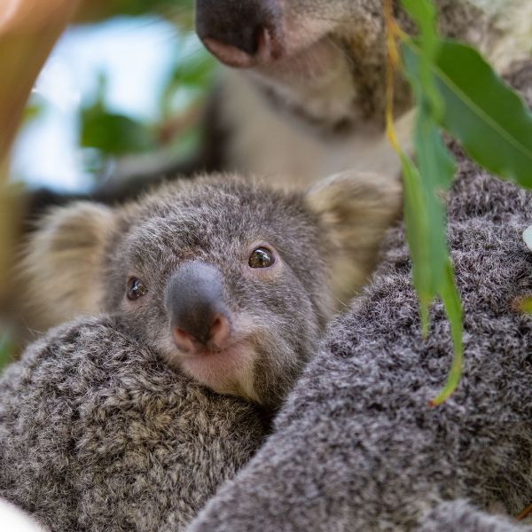 Meet our brand new Koala Joey! Isn't he just the sweetest? 😍😍 #Koala #Joey #Cute #BabyAnimal