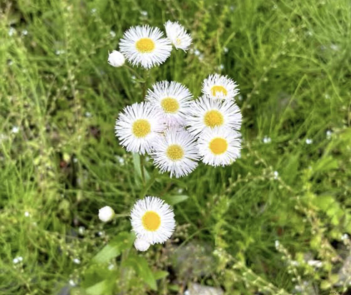 おはようございます✨

東京は☀️
今日の花はヒメジョオン🌼*･
花言葉は「素朴で清楚」
河川敷や家の近くでもよく見かけるお花です🥰

今日もよろしくお願いします！

#企業公式が毎朝地元の天気を言い合う
#企業公式冬のフォロー祭り
#企業公式相互フォロー