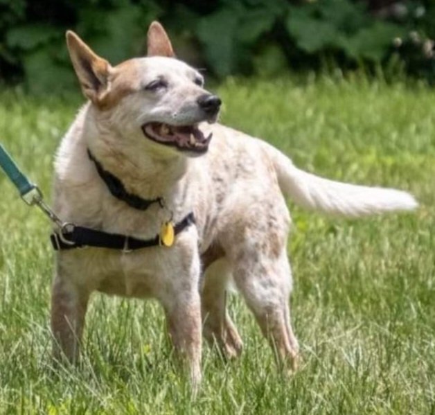 SmallDogsMN's tweet image. Buddy