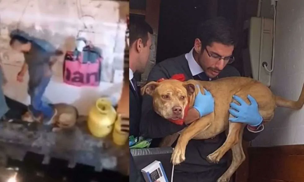 PiensaPrensa's tweet photo. A petición de Twitter, el video de la agresión a la perrita de Antofagasta, tuvimos que eliminar la públicacion por amenaza de "bajar" nuestra cuenta.
Lo positivo es que la perrita ya fue rescatada de las manos del psicópata! 
Gracias a todo@s por ayudar a difundir https://t.co/HEThFUWOCL