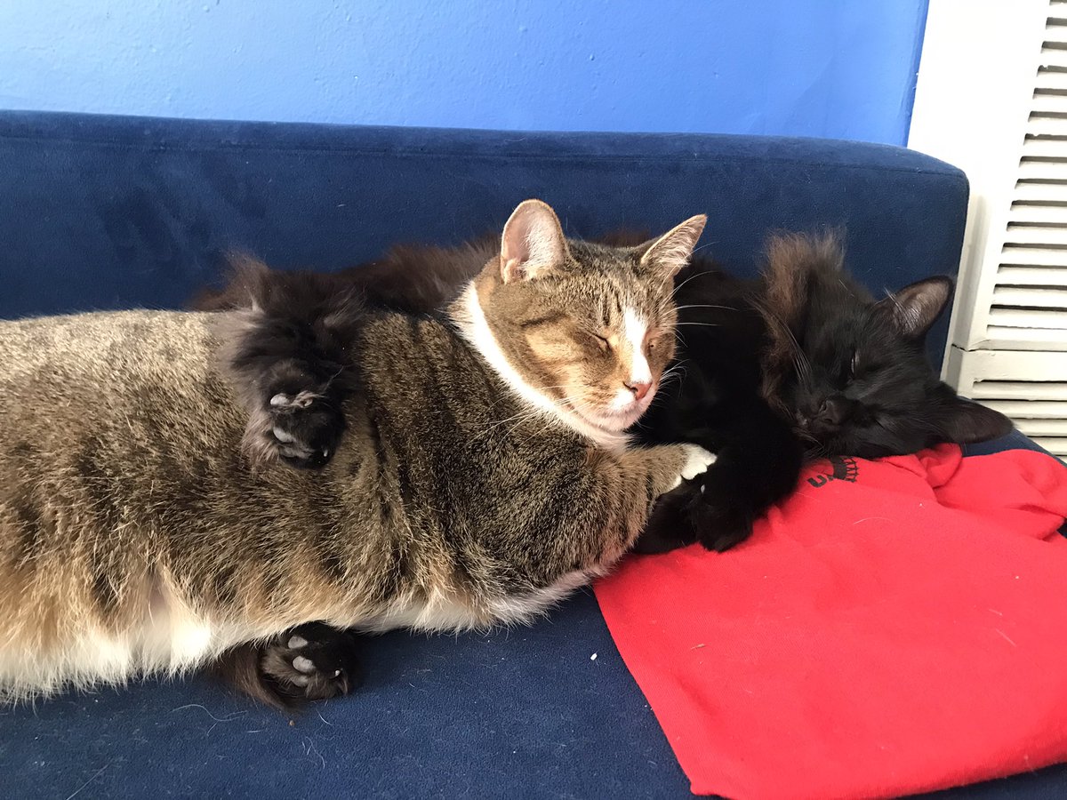 uaw_4811's tweet image. Union cats are displeased to hear of unpawful conduct at the purrrrgaining table.