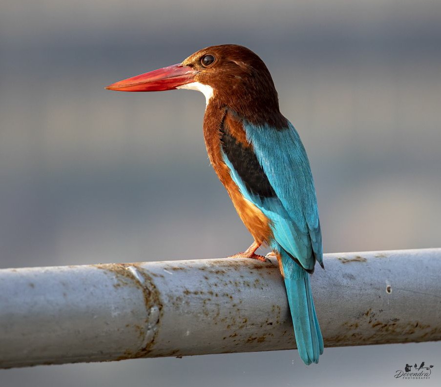 In deep thoughts.... White Throated Kingfisher.
#natgeoindia #IndiAves #birds #kingfisher #natgeolens #birdsof2022 #birding #birdphotography #birdwatching #bbcpotd #naturelovers #NaturePhotography #morningshow #mornings #TwitterNatureCommunity #twitterbirds