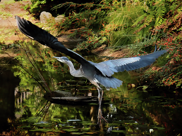 rosingleton39's tweet image. New artwork for sale! - "Great Blue Heron Leaving Feeding Grounds" - fineartamerica.com/featured/great… @fineartamerica