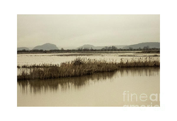 rosingleton39's tweet image. New artwork for sale! - "Skagit Saltwater Marsh, Washington" - fineartamerica.com/featured/skagi… @fineartamerica