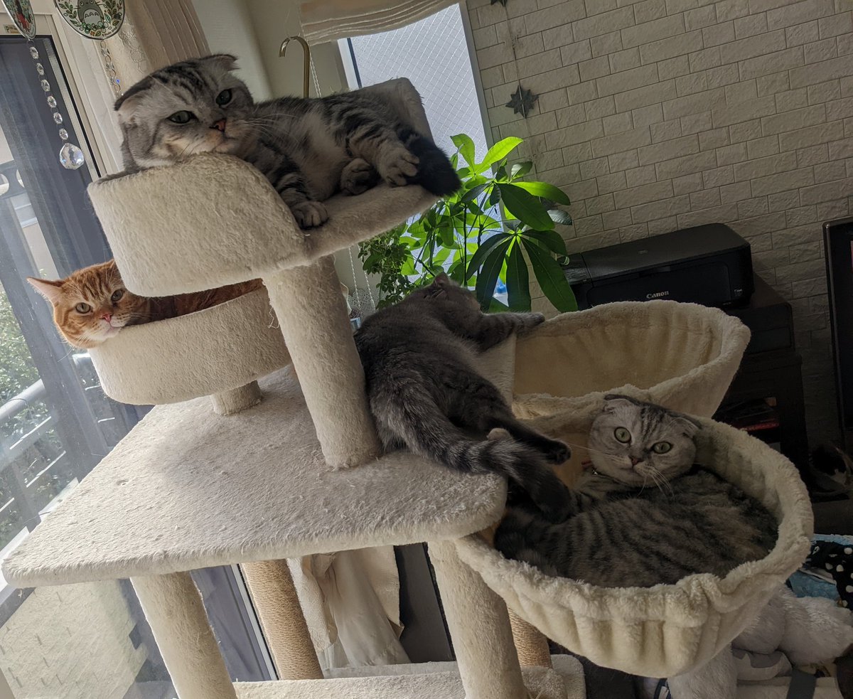 猫のなる木🐈🐈‍⬛🐈‍⬛🐈‍⬛

#ねこ #猫 #cat #こねこ #マンチカン #スコティッシュフォールド #猫のいる暮らし #猫好き