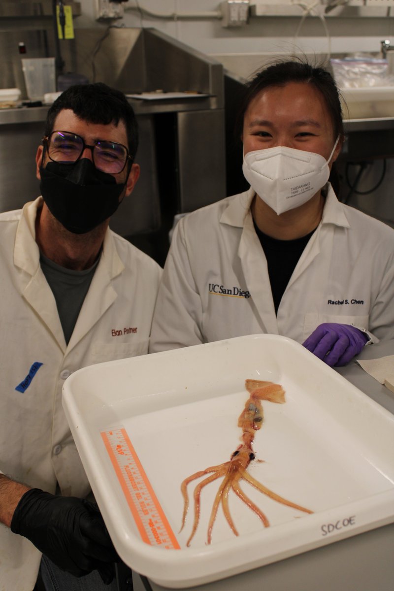 RachelSChen's tweet photo. We collaborated with artist/scientist Alejandro Cano-Lasso Carretero to create the beautiful illustrations in our paper. He also took this great photo of me and Elan with a Grimalditeuthis from a lancetfish stomach! Check out @ doctorcato on Instagram for more of his amazing work https://t.co/RkXzmBNPoJ