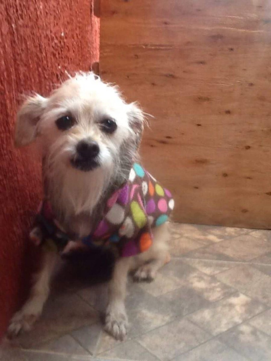 FundacionTomy's tweet photo. Pequeñitos en adopción info 5552527231 (chihuahuas ) https://t.co/jVvEt59ibR