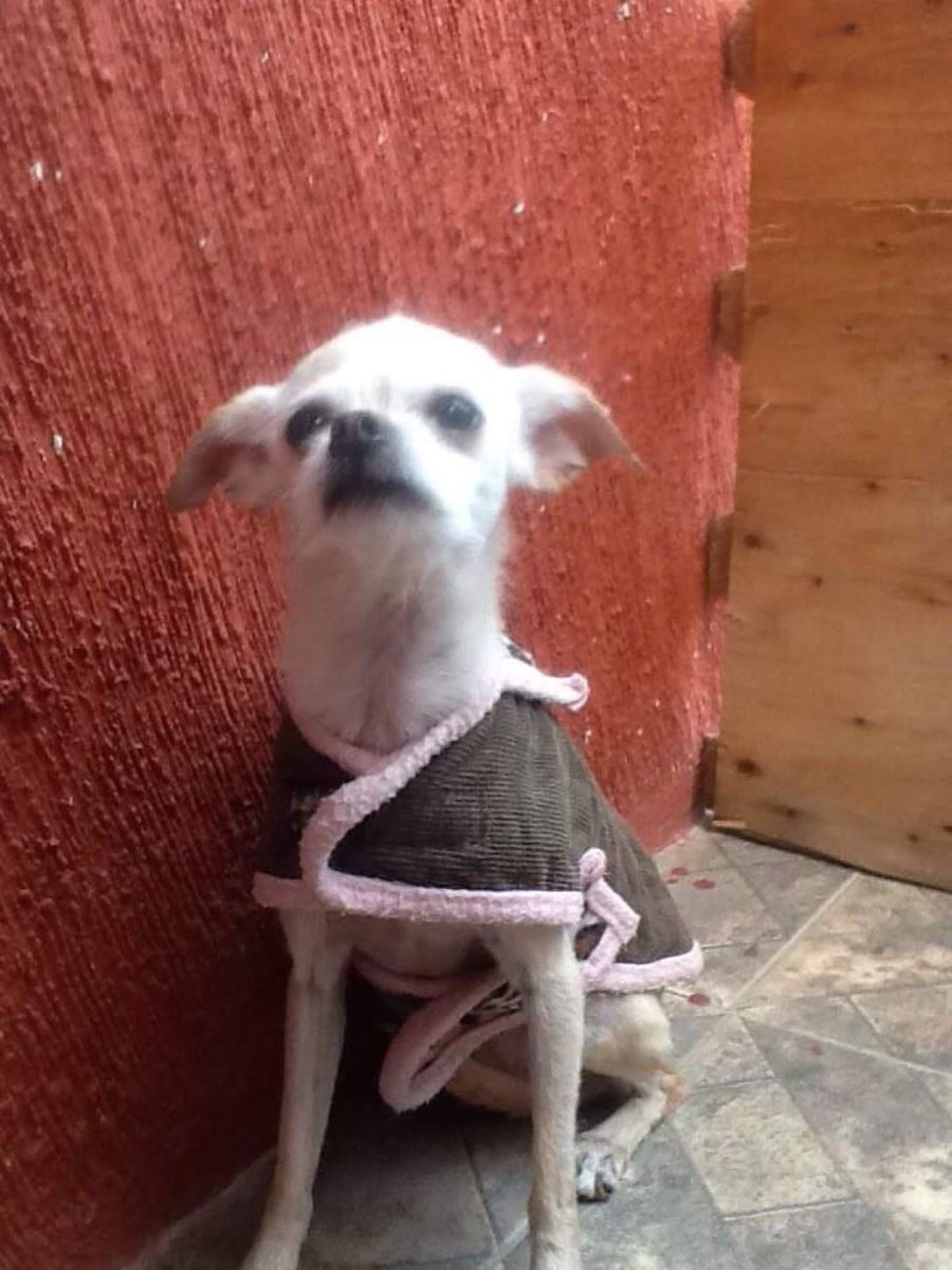 FundacionTomy's tweet photo. Pequeñitos en adopción info 5552527231 (chihuahuas ) https://t.co/jVvEt59ibR